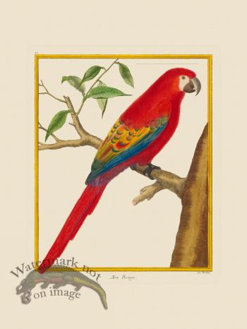 Martinet Bird 012